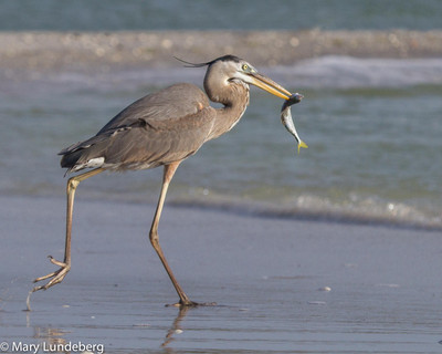 Heron with Fish