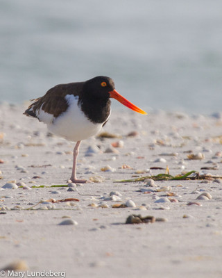Oystercatcher
