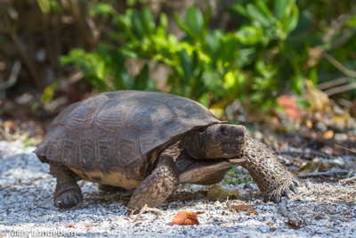 gopher Tortoise