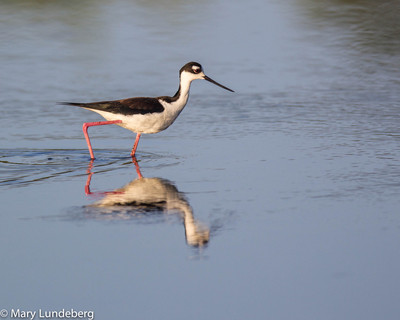 Black Necked Stilt