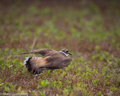 Killdeer feigning broken wing