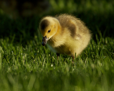 Gosling in the grass