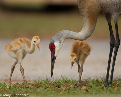 Sandhill crane with colts