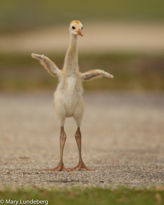Sandhill crane colt