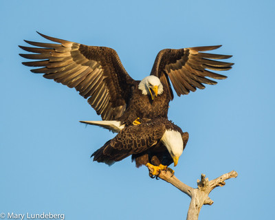 Eagles Mating