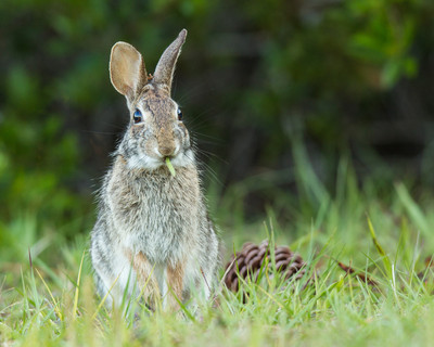 Marsh Rabbit