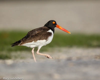 American oyster catcher