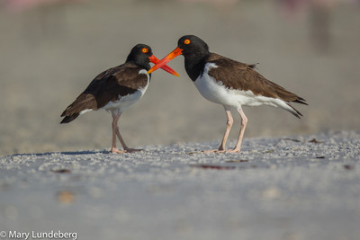 Oyster Catchers Courting
