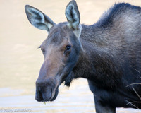 Closeup Cow Moose at Sunset