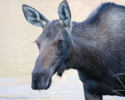 Closeup Cow Moose at Sunset