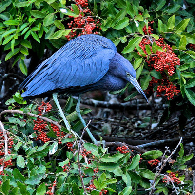 Little Blue Heron