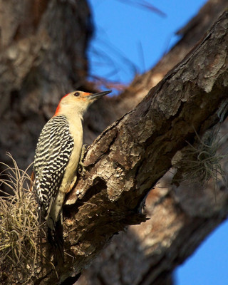 Curious Woodpecker, Wildflower Preserve, FL