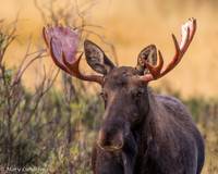Bloody Antlers