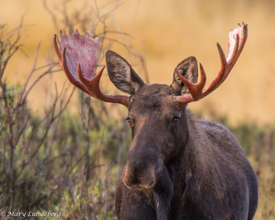 Bloody Antlers