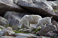 Foraging