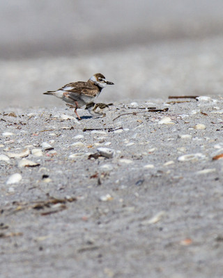 Wilson's Plover Chick Rests under Dad at Stump-2
