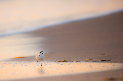 Snowy Plover on beach