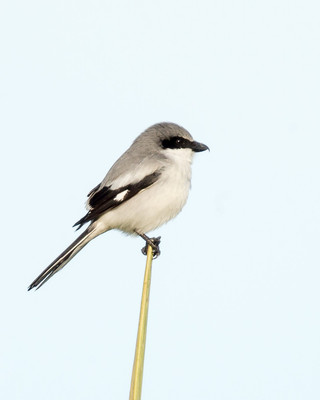 Loggerhead Shrike