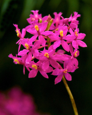 Orchid Flower