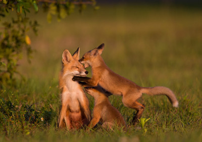 Kits playing with Mom