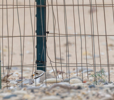 Piping_Plover_incubating_eggs