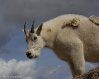 Mountain Goat