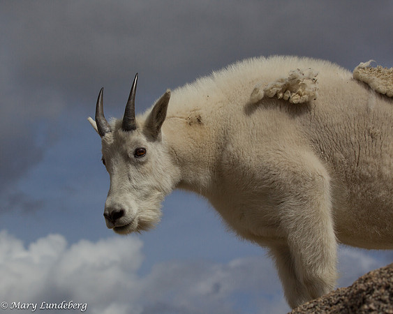 Mountain Goat