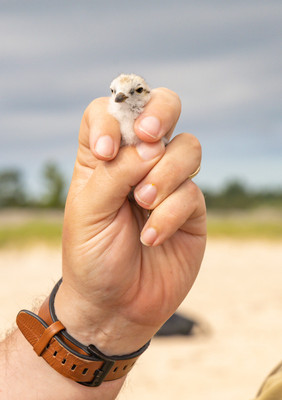 11 b.Vince_holding_a_banded_chick
