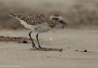 Sanderling in Breeding Plumage