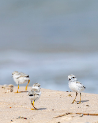 8. three_wild__Piping_Plover_Chicks_before_Banding_