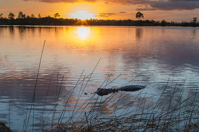 Alligator in the Everglades