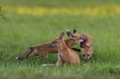 Red  Fox Kits Kits roughhousing
