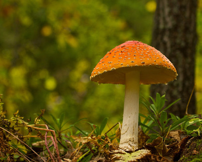 Mushroom, WI
