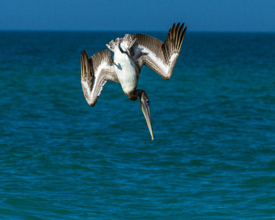 Pelican Diver