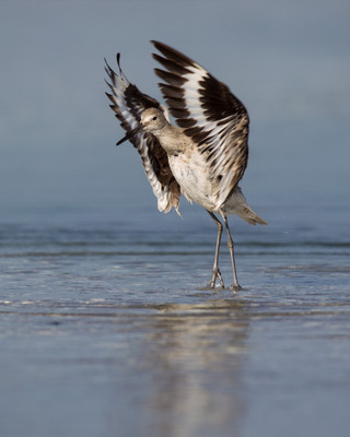 Willet Wings at Stump