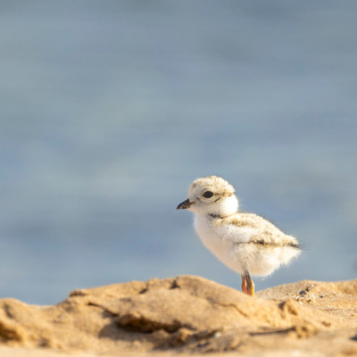 Piping_Plover_chick_on_Lake_Michigan