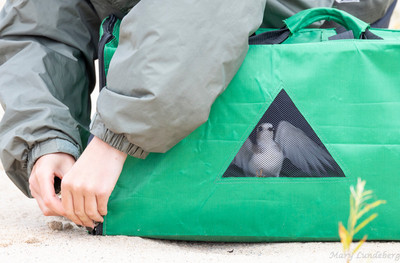 9d.Piping_Plover_Exercises_wing_inside_carrier
