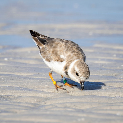 Ourback_coming_into_breeding_plumage