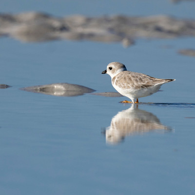 Piping_Plover_reflection