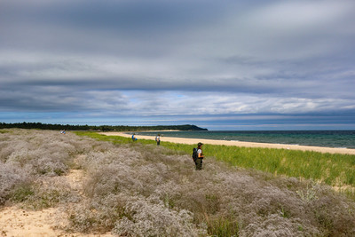 5..The_team_spreads_out_searching_to_capture_the_wild_piping_plover_chicks