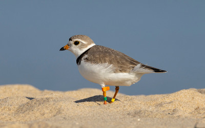 GL_PIPL_in_breeding_plumage_at_Sleeping_Bear_Dunes_National_Lakeshore