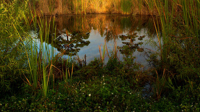 Water Reflection