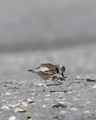 Plover Chick Rests under Dad at Stump
