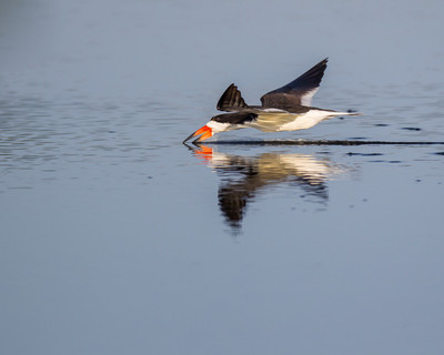 Black Skimmer Skimming