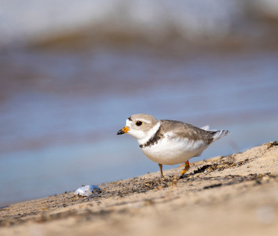 Piping_Plover_in_breeding_plumage_on_Sleeping_Bear_Dunes_