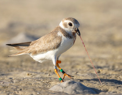GluG_pulling_bloodworms