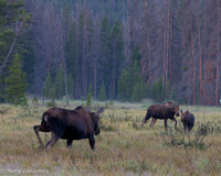 Moose  Charging Mother and Calf