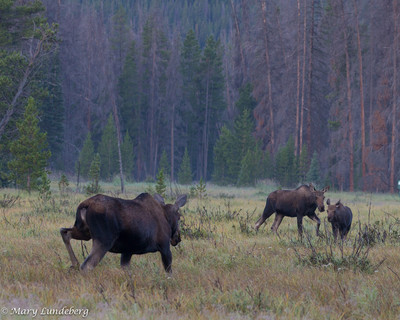 Moose  Charging Mother and Calf