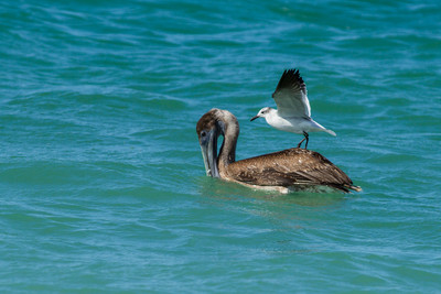 pelican with seagull
