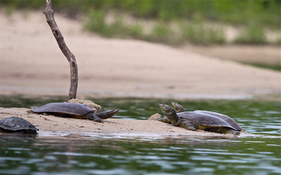 Wisconsin Turtles